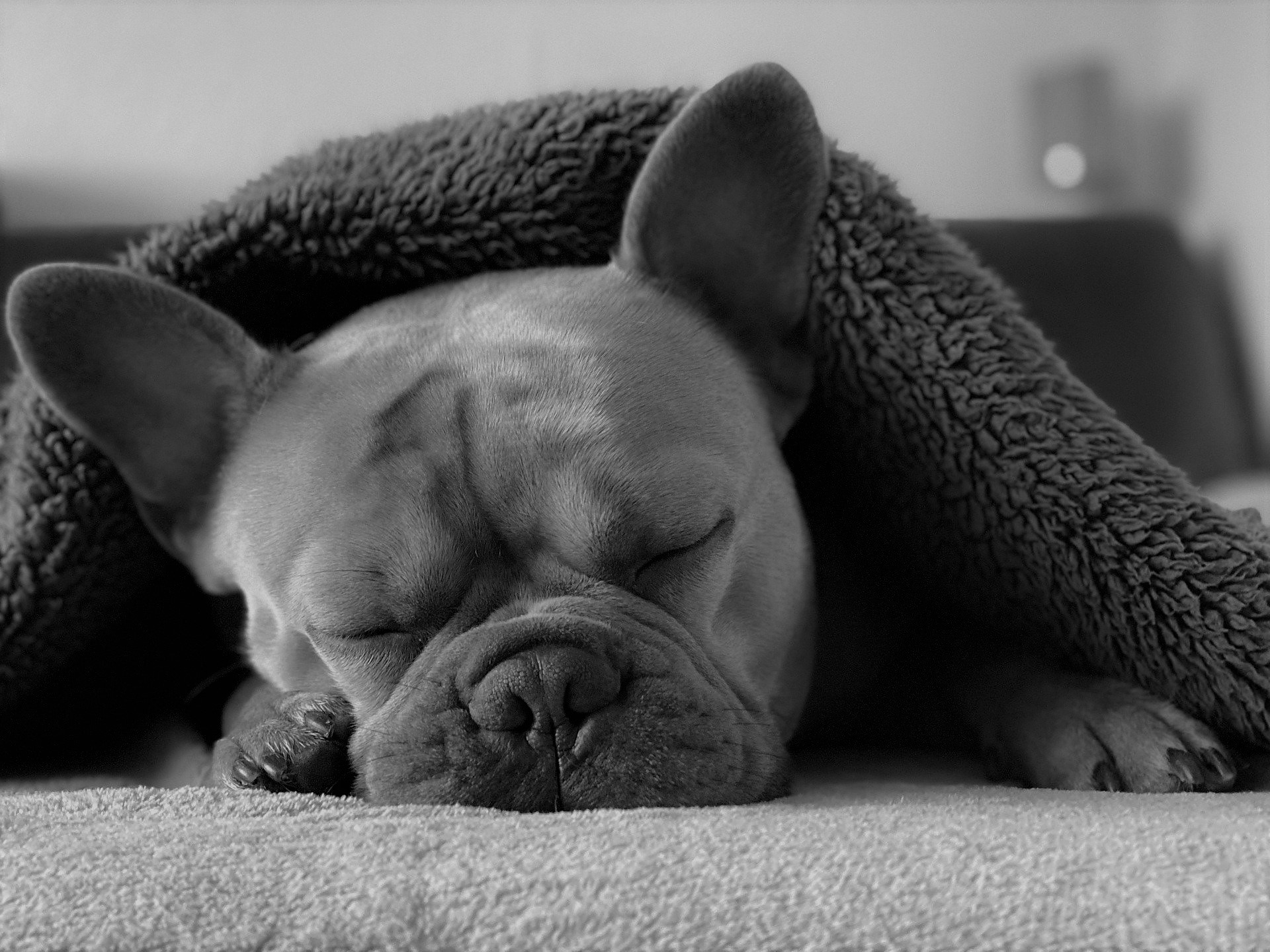 Should you let your pet sleep in your bed?